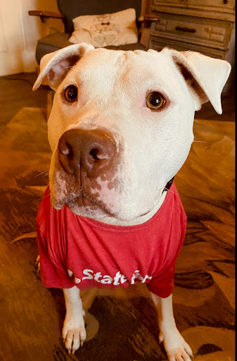 Insurance Agency «State Farm: Jared Dean», reviews and photos