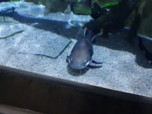 Aquarium «Toledo Zoo Aquarium», reviews and photos, 2700 Broadway St, Toledo, OH 43609, USA