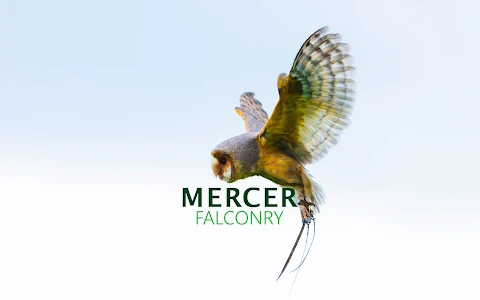 Mercer Falconry | Falconry Experience | Bird of Prey Experience image