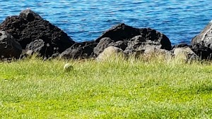Wahikuli Wayside Park - photo 39