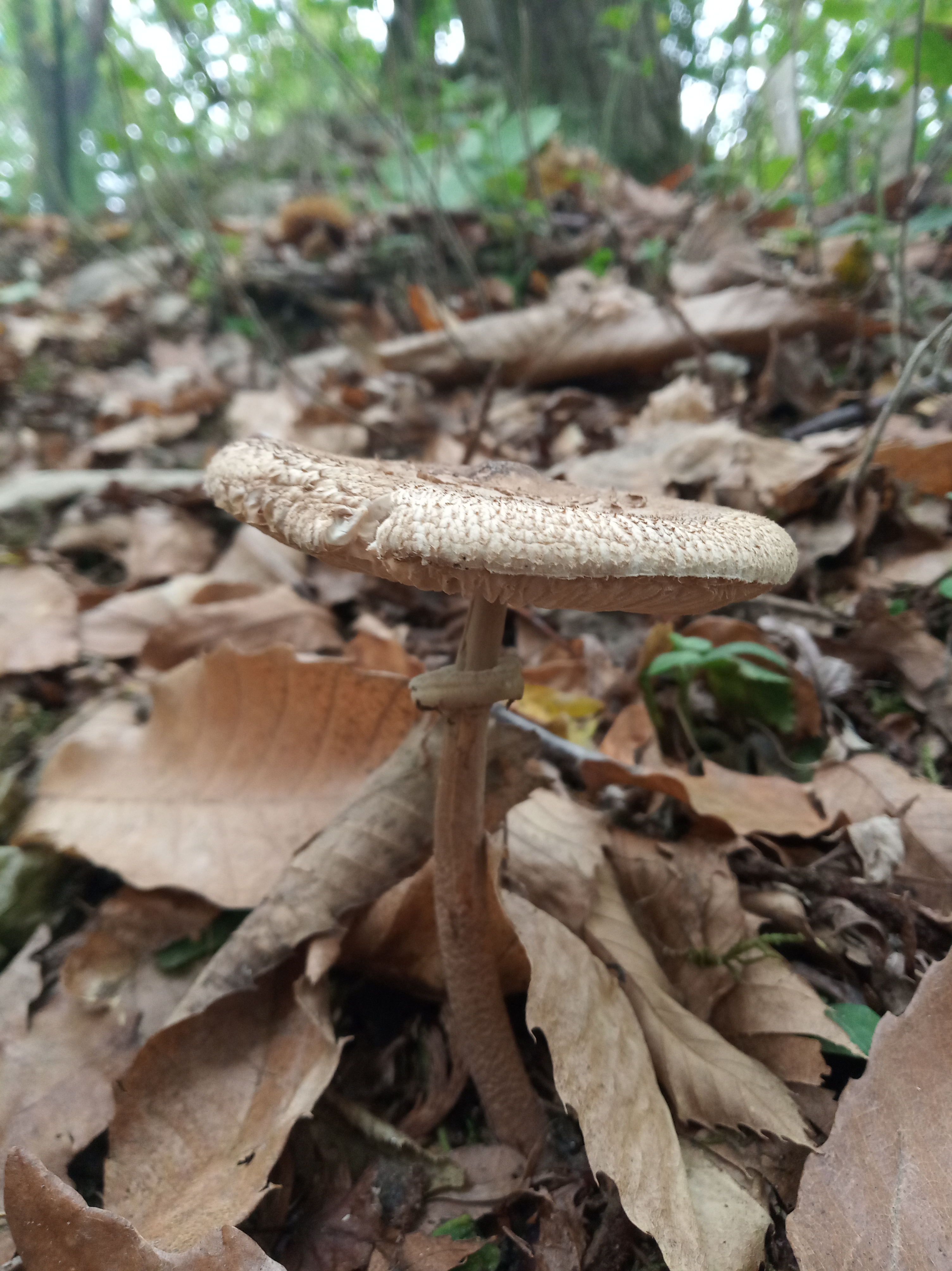 Photo n° 1 de l'avis de Lucille.o fait le 30/10/2020 à 06:12