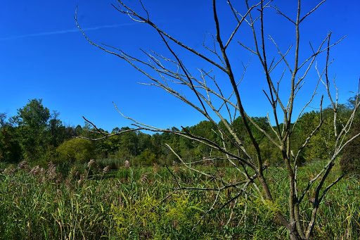 Nature Preserve «Governor Bridge Natural Area», reviews and photos, 7600 Governor Bridge Rd, Bowie, MD 20716, USA