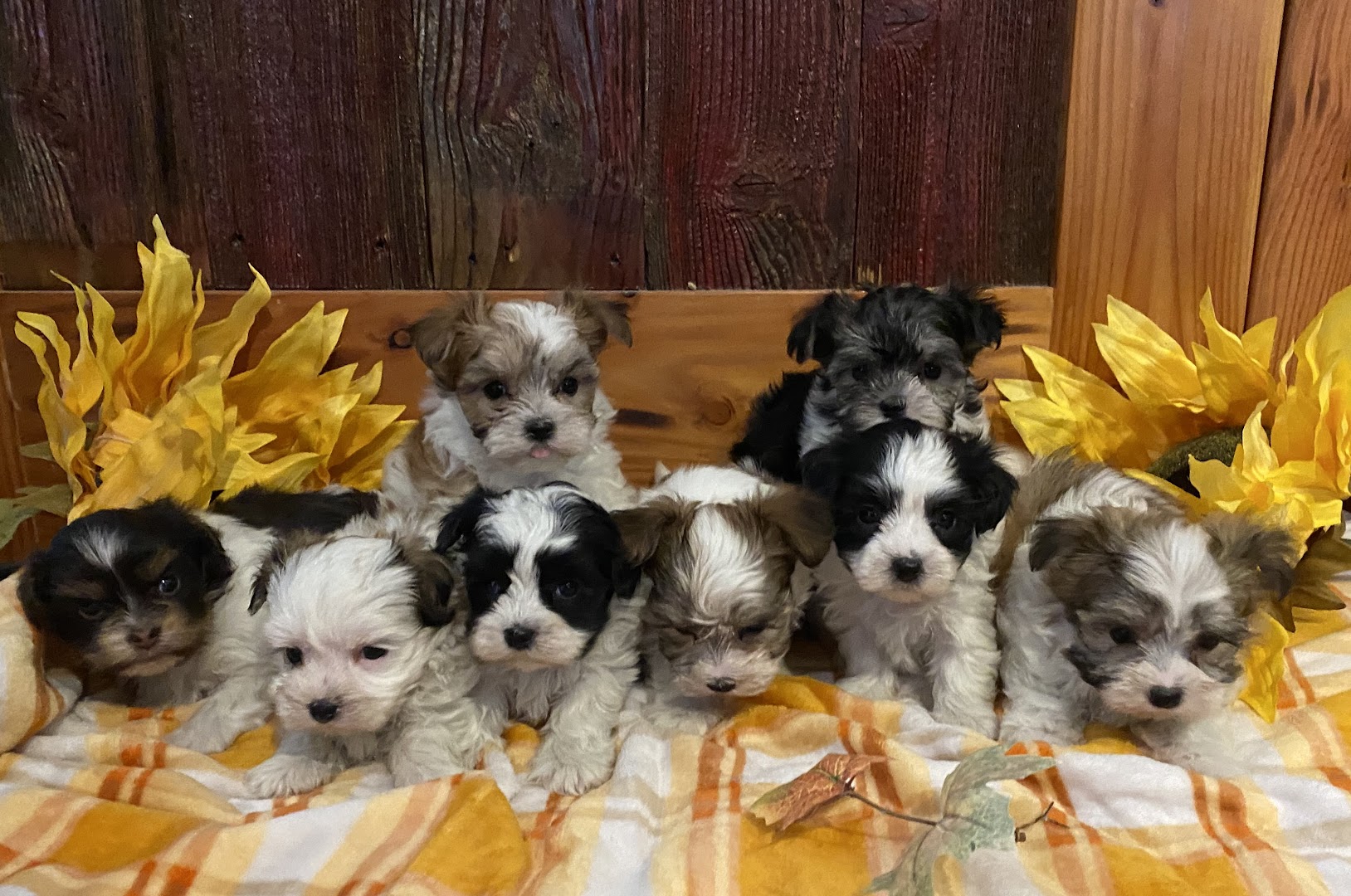 Little Painted Puppies