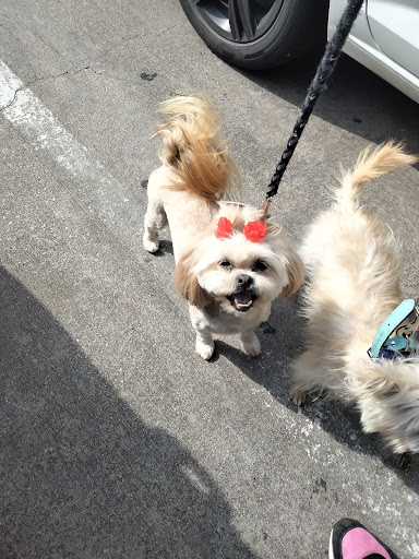 Pet Groomer «Woof Gang Bakery Rockwall», reviews and photos, 832 Steger Towne Rd, Rockwall, TX 75032, USA