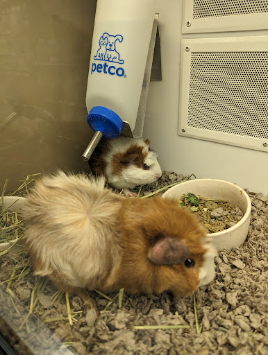 Petco image
