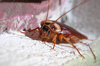Coastal Pest Control of the Treasure Coast, Inc. - Photo 8 - Car repair in Port St. Lucie, FL, Port St. Lucie