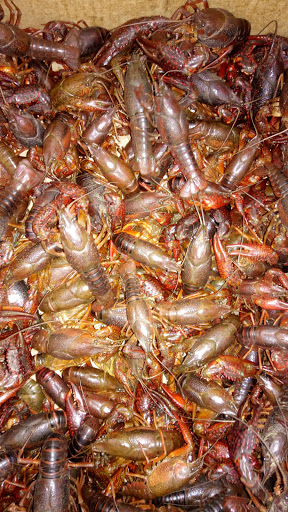 Grocery Store «Oriental Market», reviews and photos, 4220 50th St, Lubbock, TX 79413, USA