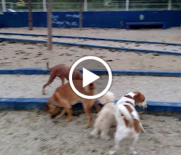 Canino Cebiam Park photo