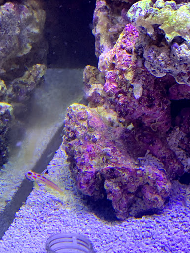 Aquarium «FJW AQUARIUM», reviews and photos, 3839 Mangum Rd, Houston, TX 77092, USA