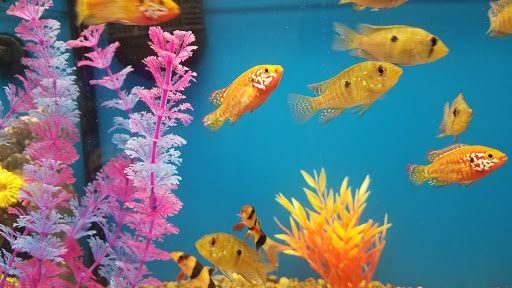 Pet Supply Store «Pet Supplies Plus», reviews and photos, 3100 Manchester Rd, Akron, OH 44319, USA