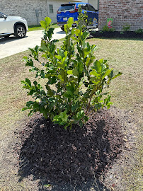 Legends Landscape of Louisiana - Photo 4 - Car repair in Baton Rouge, LA, Baton Rouge