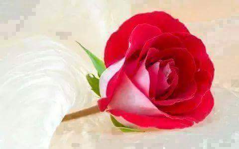 Florist «Flowers By Diane», reviews and photos, 109 2nd St, Hoboken, NJ 07030, USA