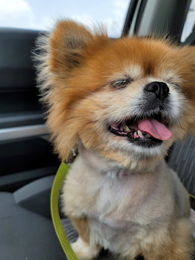 Pet Supply Store «PetSmart», reviews and photos, 14420 Farm to Market 2920, Tomball, TX 77377, USA