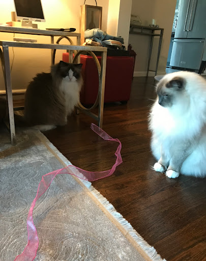 Photo of In Home Pet Services of Marine Park