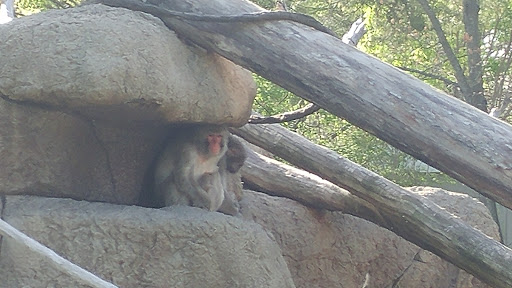 Tourist Attraction «Monkey Island», reviews and photos, Vine St, Cincinnati, OH 45220, USA