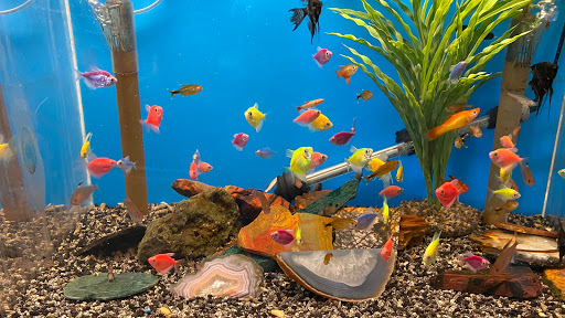 Aquarium Shop «Natural Life Aquarium», reviews and photos, 131 Southwood Center, South San Francisco, CA 94080, USA