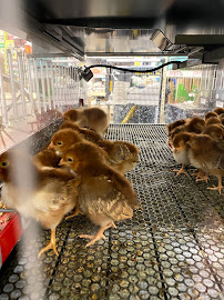 Tractor Supply Co. - Photo 7 - Car repair in Mount Joy, PA, Lancaster