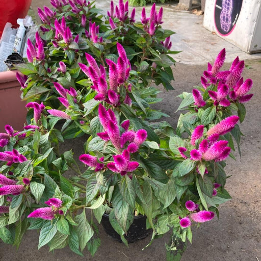 Wholesale Plant Nursery «Garden Fantasy», reviews and photos, 43250 Tyler Rd, Belleville, MI 48111, USA