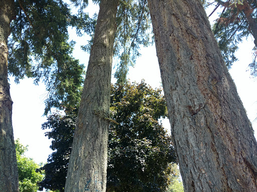 Dog Park «Hazeldale Park/ Dog park», reviews and photos, SW Farmington Rd, Aloha, OR 97007, USA