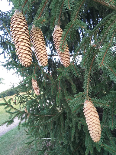 Golf Club «Eagle Creek Golf Club», reviews and photos, 8802 W 56th St, Indianapolis, IN 46234, USA