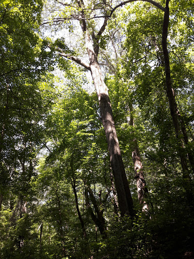 Nature Preserve «Engelmann Woods Natural Area», reviews and photos, 2360 Hwy D, Boles Township, MO 63304, USA