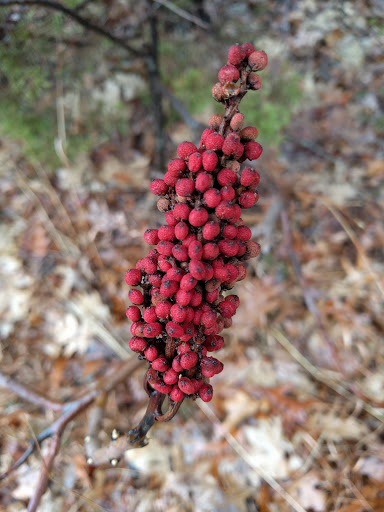 Park «Bare Cove Park», reviews and photos, Bare Cove Park Dr & Fort Hill St, Hingham, MA 02043, USA