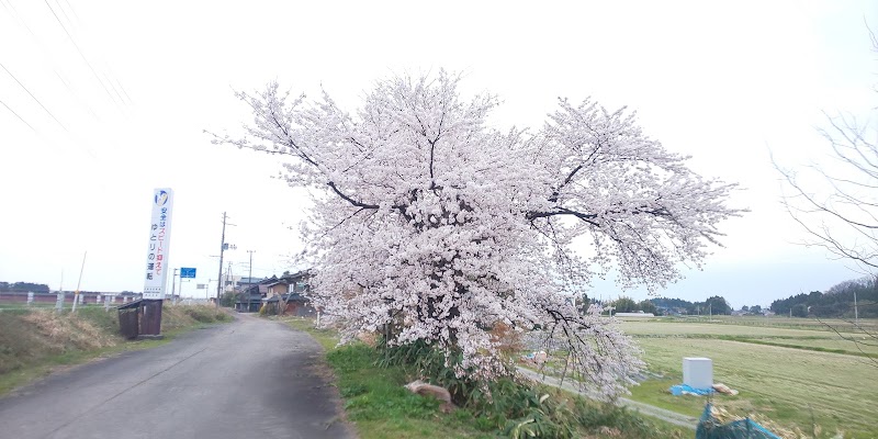 加治川桜堤 残存の桜
