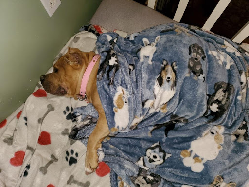 Pet Supply Store «PetSmart», reviews and photos, 88 Shops at 5 Way, Plymouth, MA 02360, USA