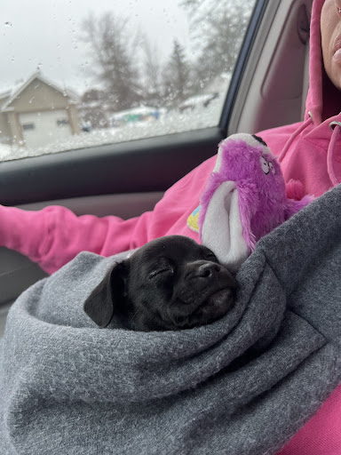 Pet Supply Store «Blue Seal Feeds Inc», reviews and photos, 876 Stillwater Ave # 1, Bangor, ME 04401, USA