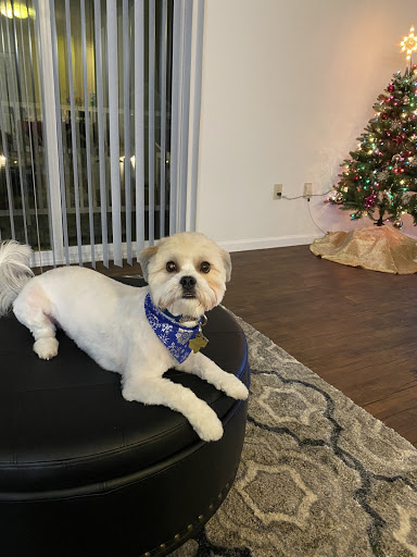 Pet Supply Store «PetSmart», reviews and photos, 4731 Commercial Dr, New Hartford, NY 13413, USA