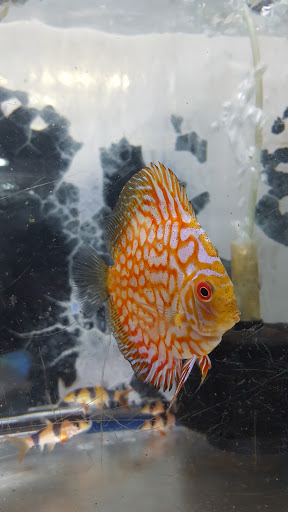 Pet Store «Aquarium City», reviews and photos, 21723 Sherman Way, Canoga Park, CA 91303, USA