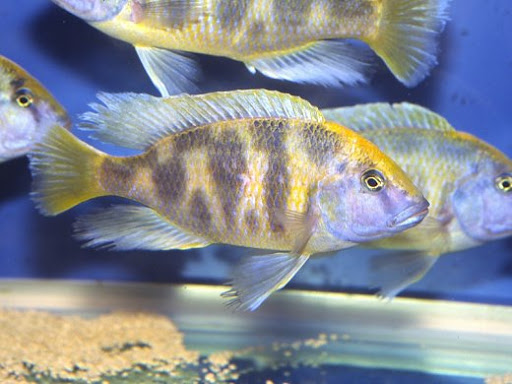 Aquafarm Hespe Michael Kühlewind unter Hespe, 