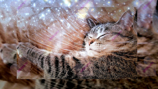 Pet Supply Store «Pet Supermarket», reviews and photos, 1746 E Silver Springs Blvd, Ocala, FL 34470, USA