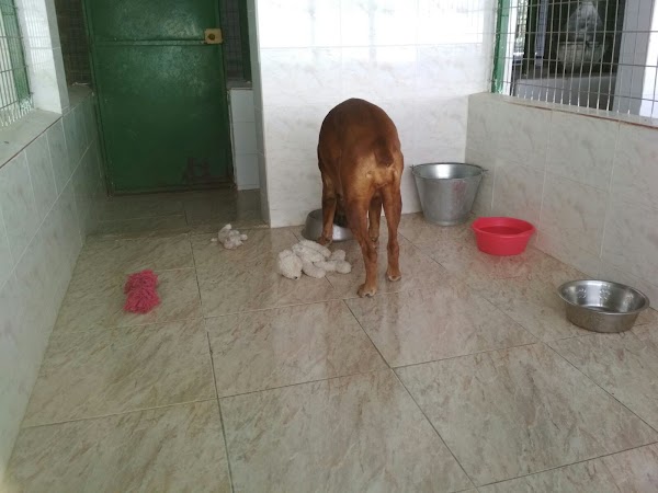 Residencia Canina Fuentecardenas