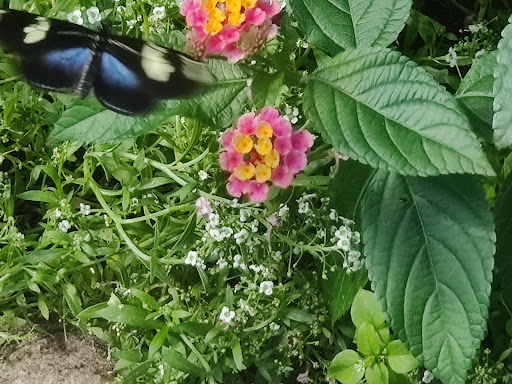 Tourist Attraction «Peck Butterfly House», reviews and photos, 4038 Kaneville Rd, Geneva, IL 60134, USA