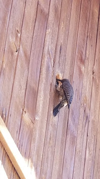 Hatch Pest Solutions Inc. - Photo 6 - Car repair in , San Bernardino