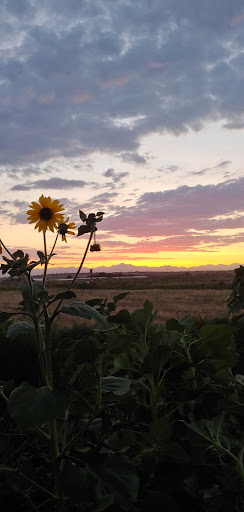 Produce Market «Berry Patch Farms», reviews and photos, 13785 Potomac St, Brighton, CO 80601, USA