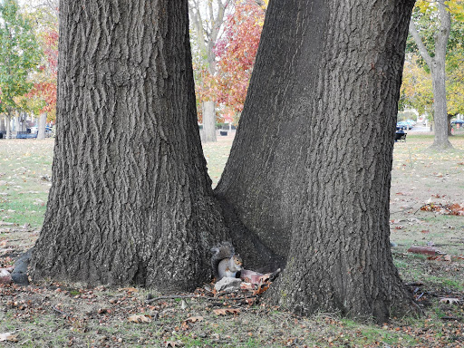 Park «Campagnone Common», reviews and photos, 200 Common St, Lawrence, MA 01840, USA