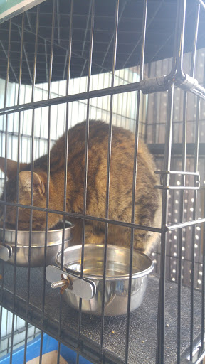 Pet Supply Store «Petland Discounts - Austin Street», reviews and photos, 70-44 Austin St, Queens, NY 11375, USA