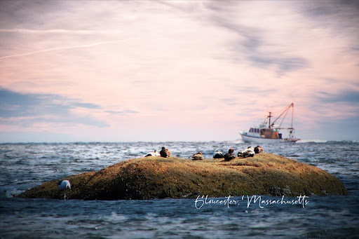 Whale Watching Tour Agency «7 Seas Whale Watch», reviews and photos, 63 Rogers St, Gloucester, MA 01930, USA