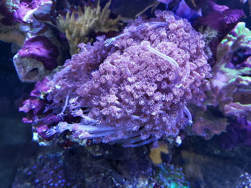 Tropical Fish Store «Pass Road Pet Center (Just Fish)», reviews and photos, 1939 Pass Rd, Biloxi, MS 39531, USA