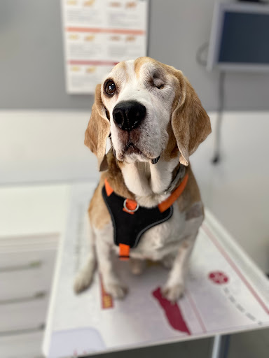 Veterinaria Peñalara en Pozuelo de Alarcón