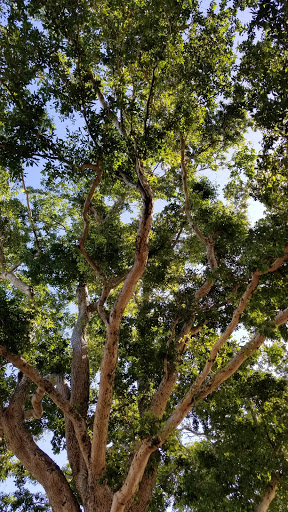 Park «Pine Island Park», reviews and photos, 320 S Pine Island Rd, Plantation, FL 33324, USA