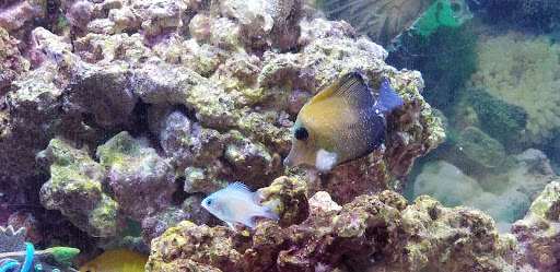 Pet Supply Store «Petco Animal Supplies», reviews and photos, 450 Hackensack Ave, Hackensack, NJ 07601, USA