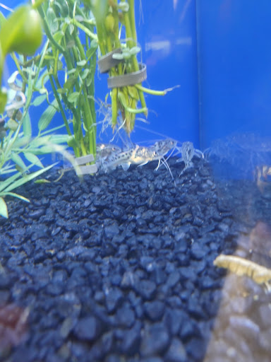 Pet Supply Store «IncrediPet», reviews and photos, 306 Southland Dr, Lexington, KY 40503, USA