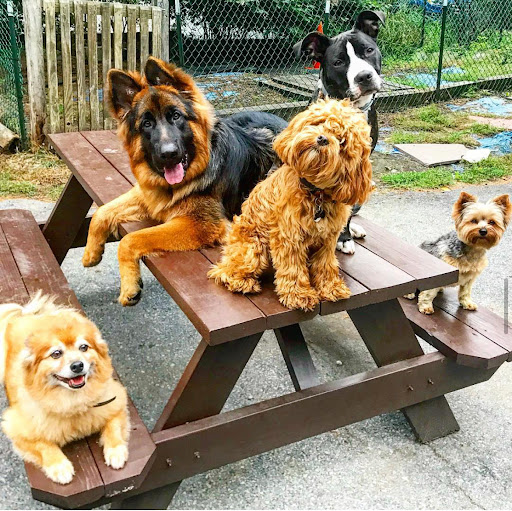 Photo of Great Off Leash Dog Training, llc - Saratoga Dog Trainer