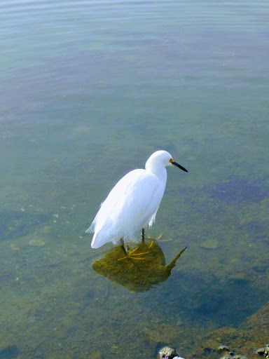 Public Golf Course «Shoreline Golf Links», reviews and photos, 2940 N Shoreline Blvd, Mountain View, CA 94043, USA