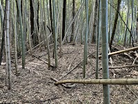 谷貝城跡