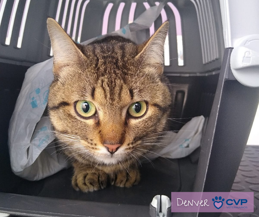 Clínica Veterinaria Portonovo en Portonovo