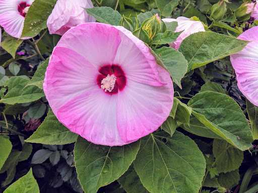 Visitor Center «Amana Colonies», reviews and photos, 622 46th Ave, Amana, IA 52203, USA